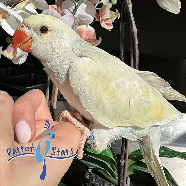 ringneck-parakeet-for-sale