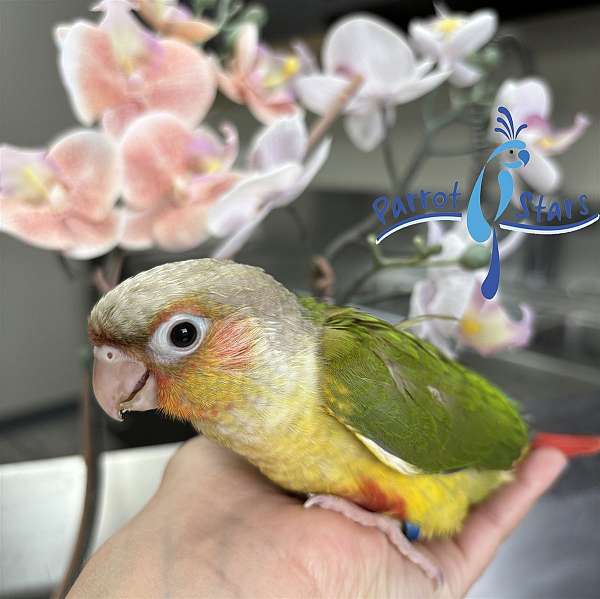 green-cheek-conure-for-sale