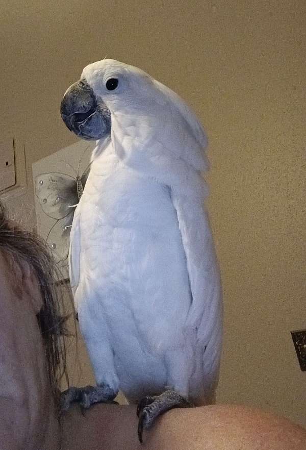 cockatoo-umbrella-cockatoo-for-sale-in-new-orleans-la