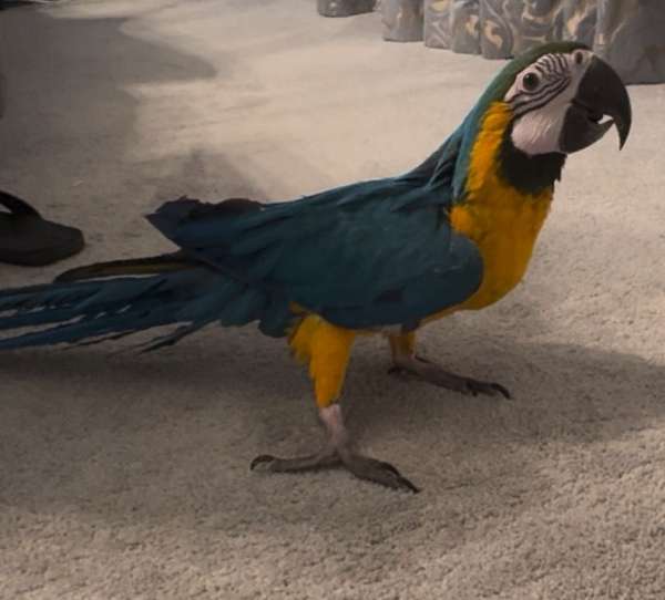 blue-gold-macaw-for-sale