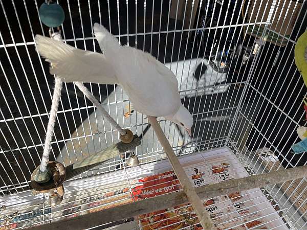 ringneck-dove-for-sale