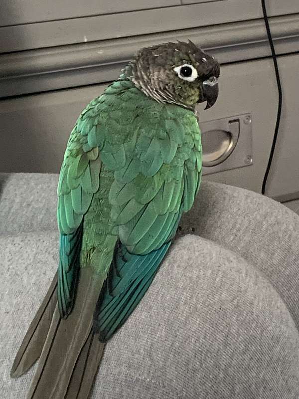 green-cheek-conure-for-sale-in-kings-mountain-fl