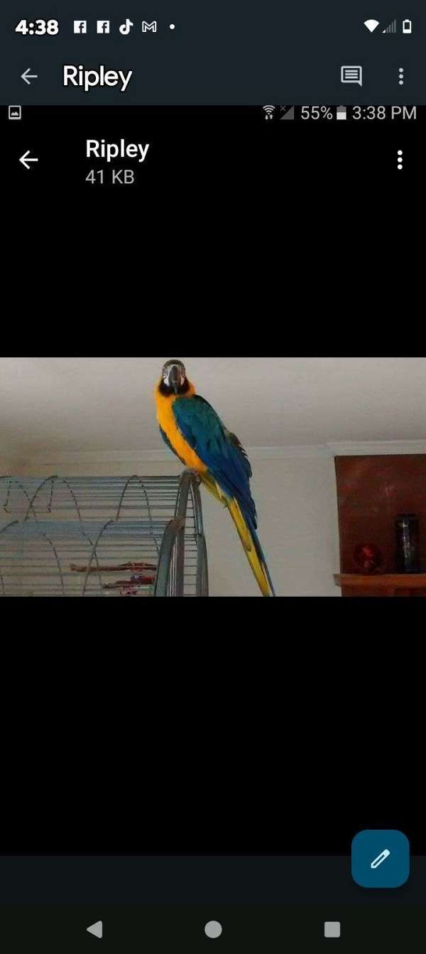 blue-gold-macaw-for-sale-in-la-plata-md