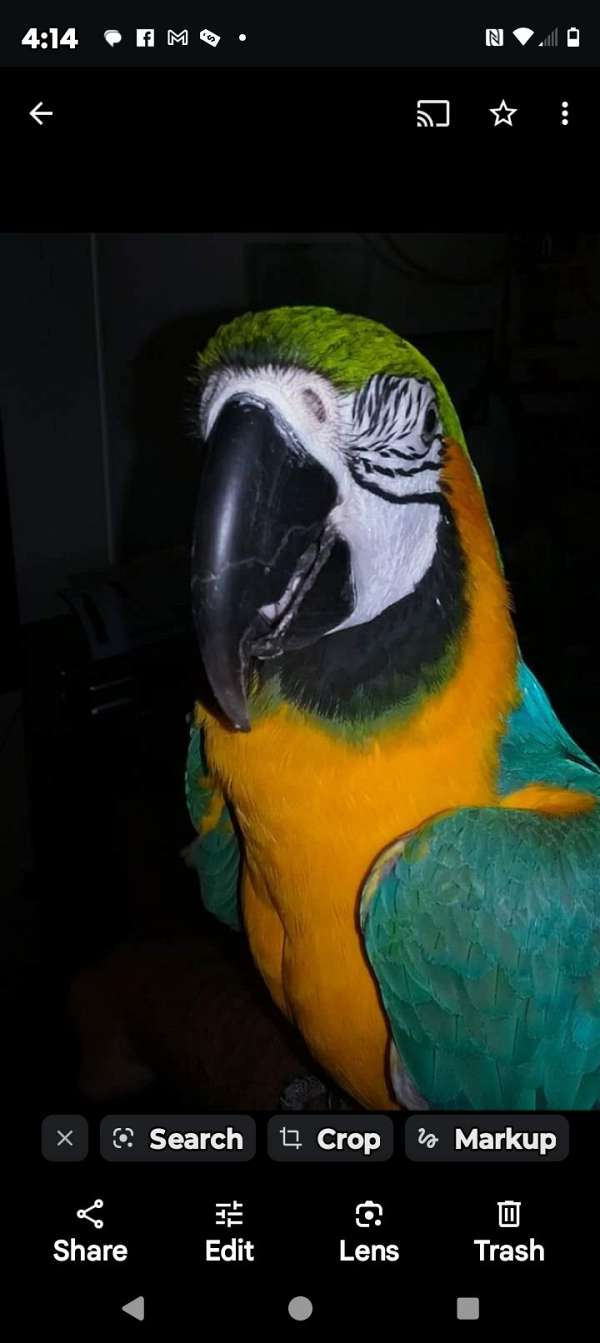 blue-gold-macaw-for-sale-in-la-plata-md