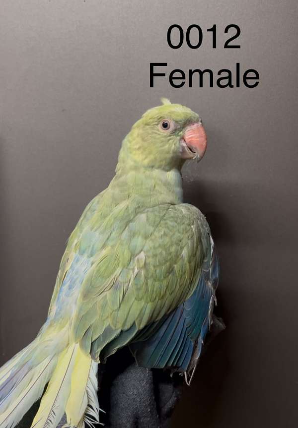 handfed-wild-ringneck-parakeet-for-sale