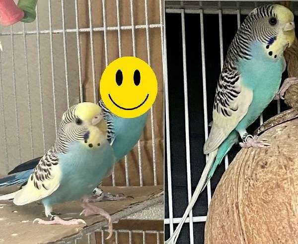 parakeet-for-sale