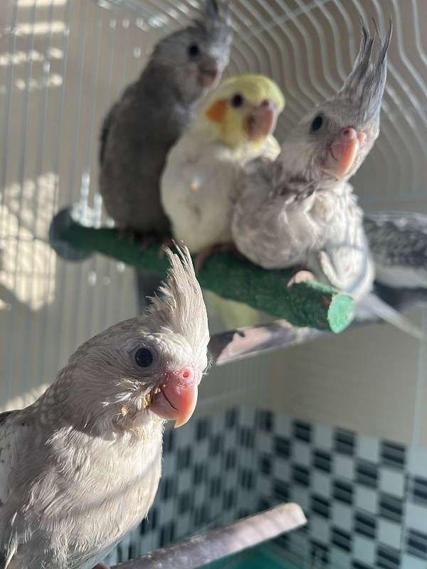 cockatiel-for-sale