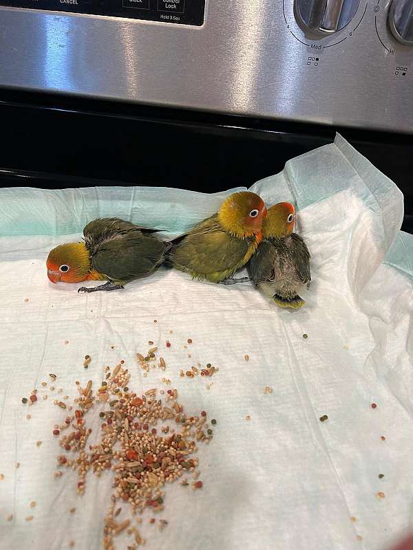 fischers-lovebird-for-sale