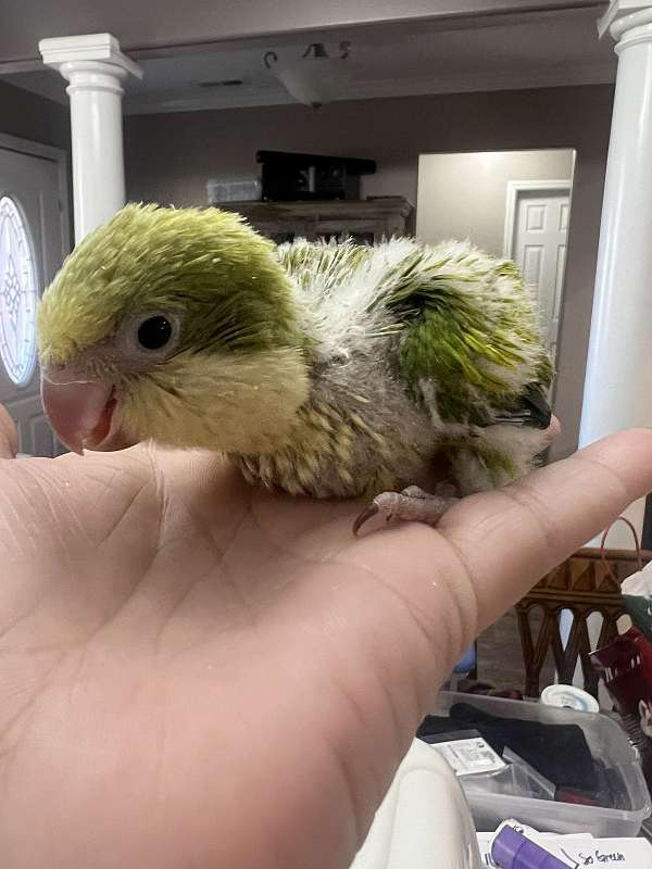 green-opaline-bird-for-sale-in-toney-al