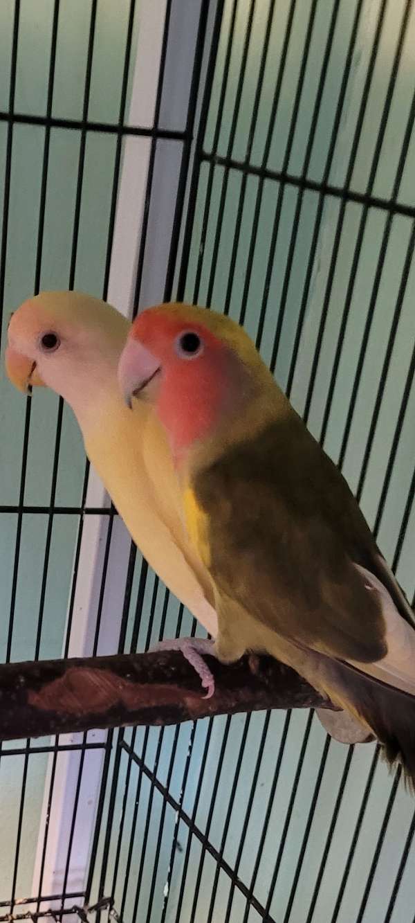 lovebird-for-sale