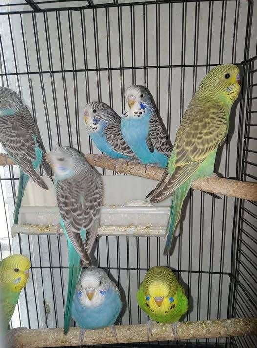 mixed-bird-for-sale-in-new-port-richey-fl