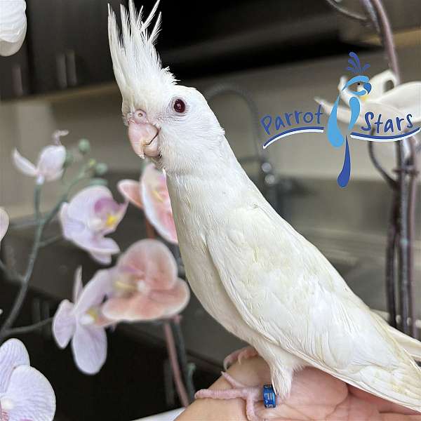 cockatiel-for-sale