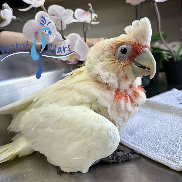 cockatoo-for-sale