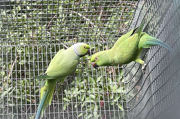 ringneck-parakeet-for-sale-in-west-palm-beach-fl