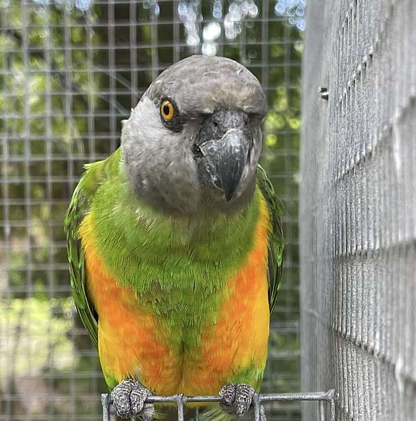 senegal-poicephalus-parrots-for-sale-in-west-palm-beach-fl