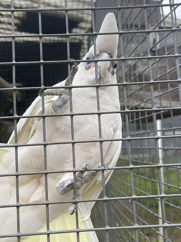 bare-eye-cockatoo-for-sale-in-west-palm-beach-fl