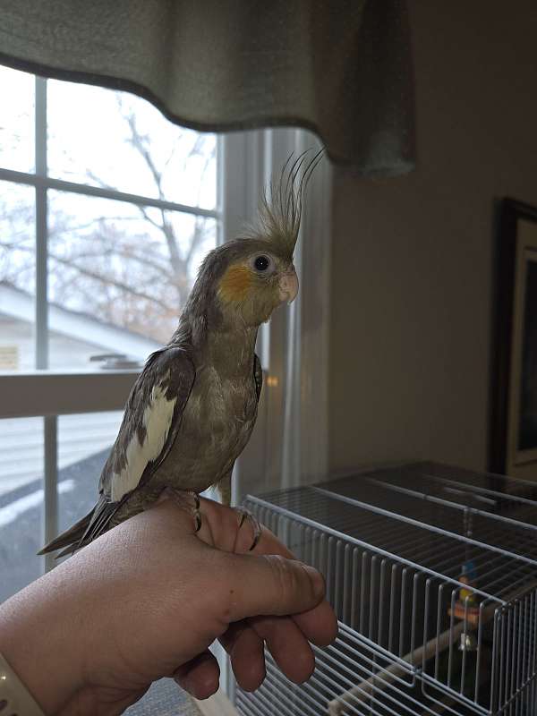 cockatiel-for-sale-in-terre-haute-in