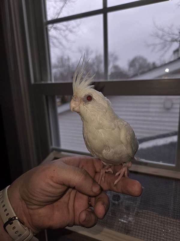 cockatiel-for-sale