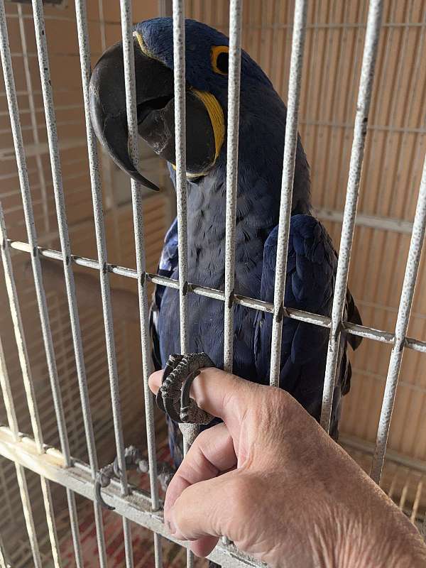 noisy-bird-for-sale-in-mesa-az