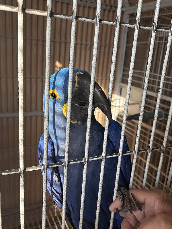 playful-bird-for-sale-in-mesa-az