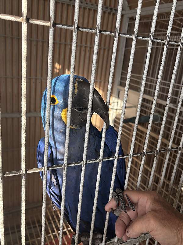 talking-bird-for-sale-in-mesa-az