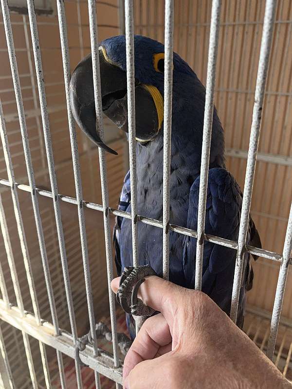 hyacinth-macaw-for-sale