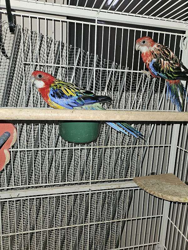 rosella-parakeet-for-sale-in-las-vegas-nv