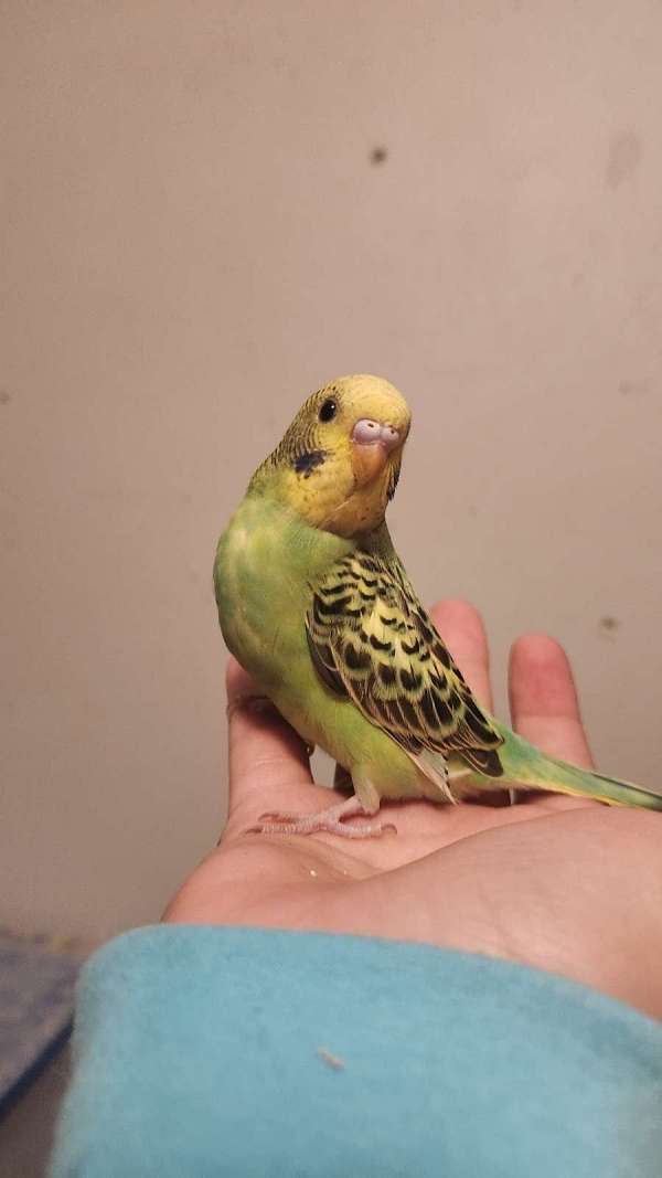 parakeet-for-sale