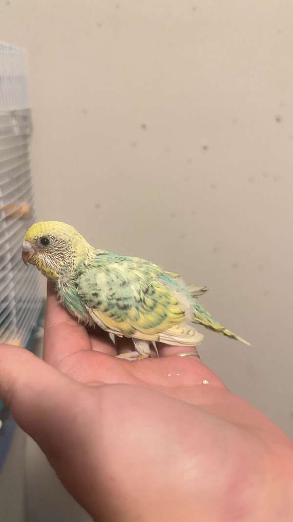 parakeet-for-sale