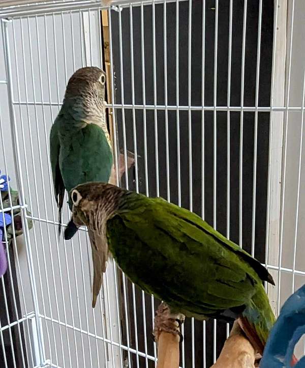 conure-for-sale