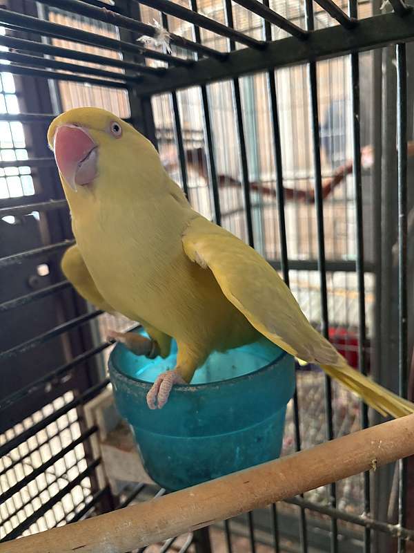 yellow-parakeet-ringneck-parakeet-for-sale