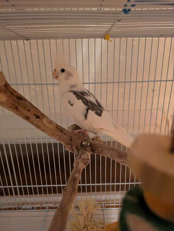 cockatiel-for-sale