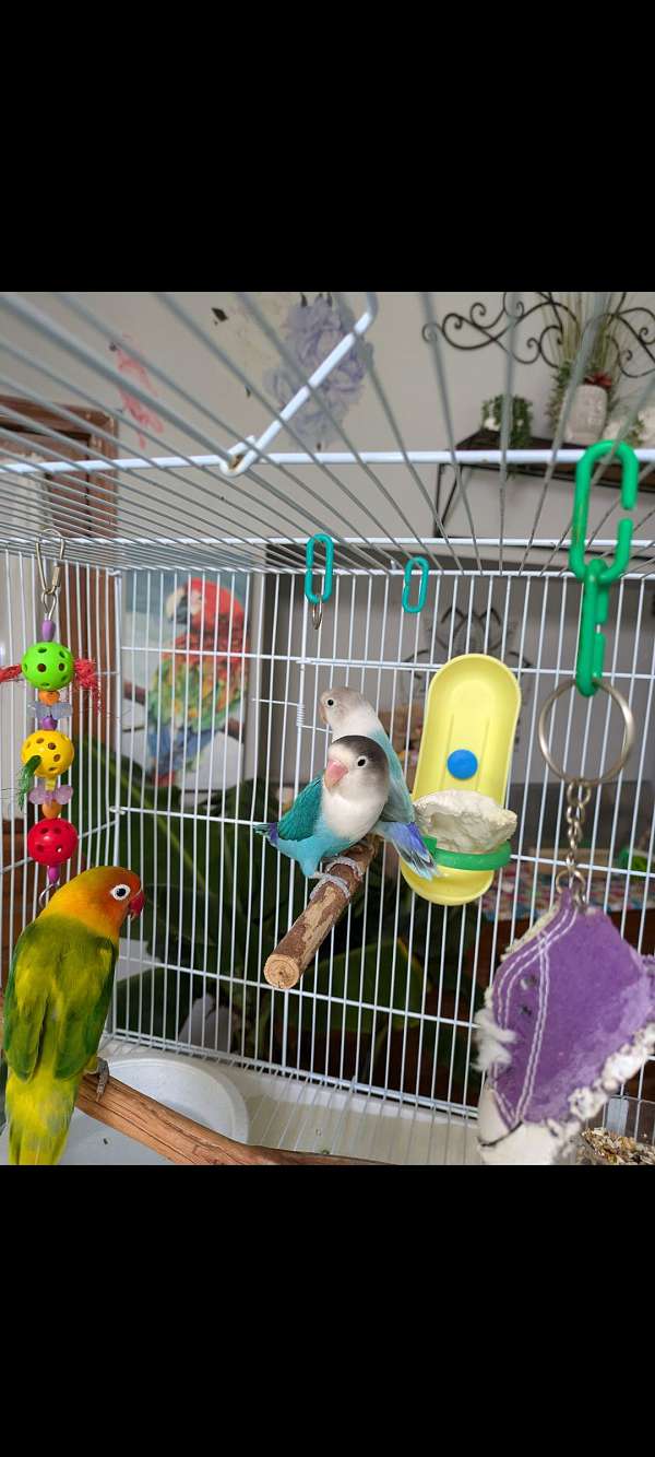 lovebird-for-sale