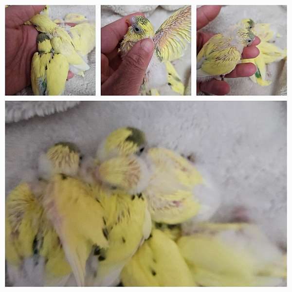 pet-playful-bird-for-sale-in-lorton-va