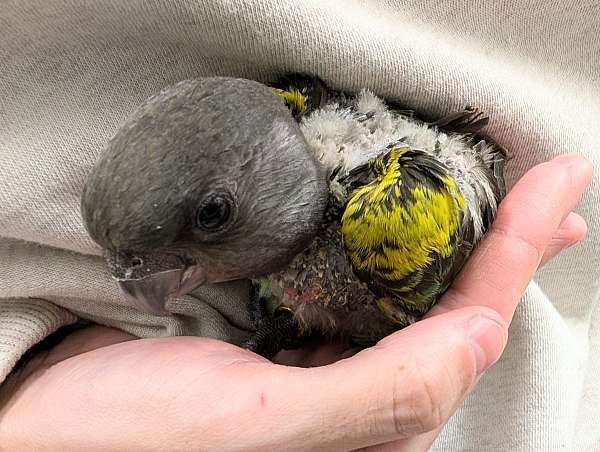 meyers-poicephalus-parrots-for-sale