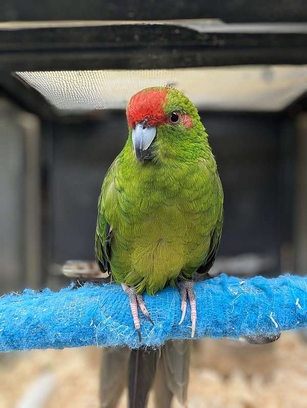 grass-parakeet-for-sale