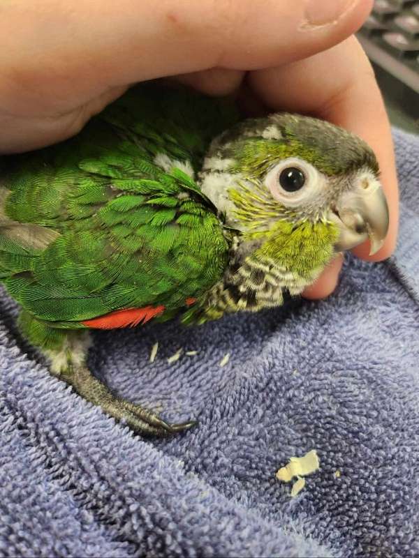 black-capped-conure-for-sale