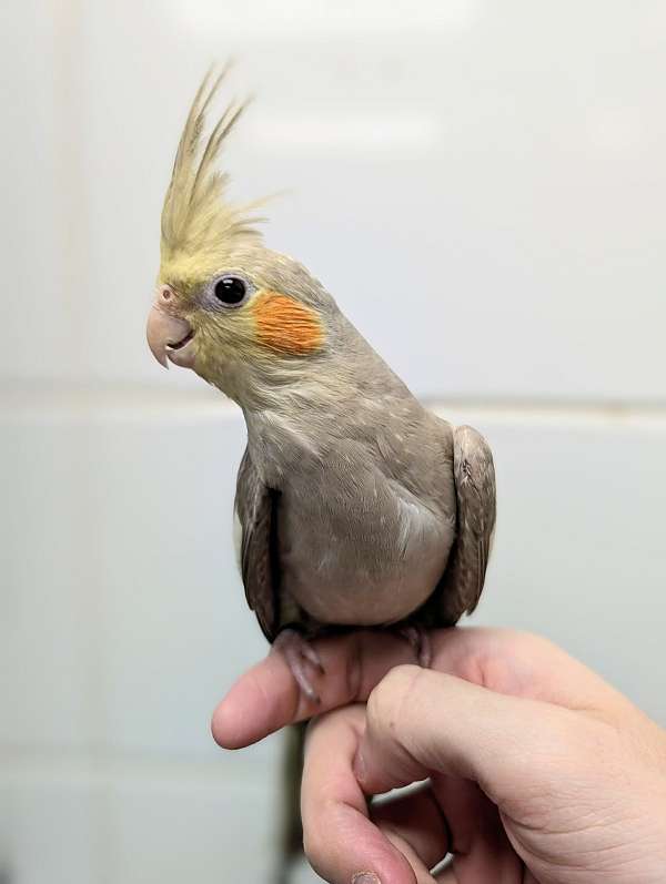 cockatiel-for-sale