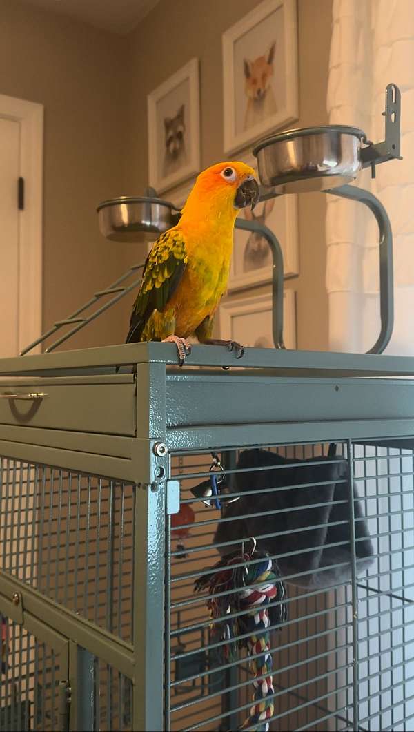 conure-for-sale-in-coatesville-in