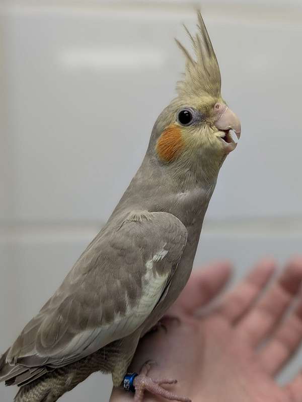 cockatiel-for-sale