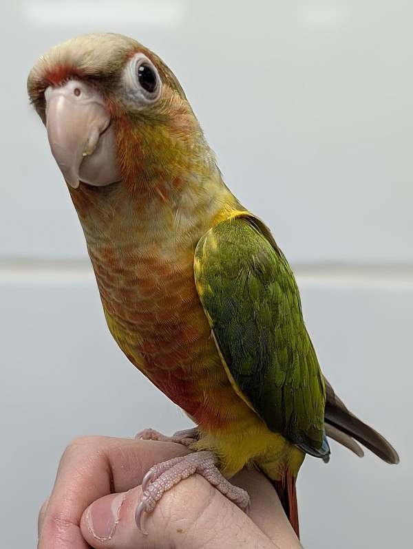 green-cheek-conure-for-sale