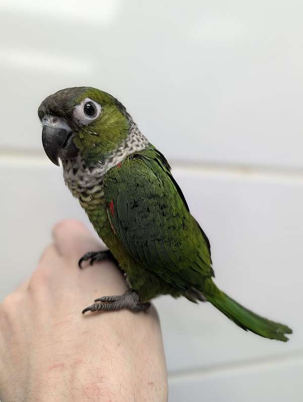 conure-black-capped-conure-for-sale-in-webster-ny