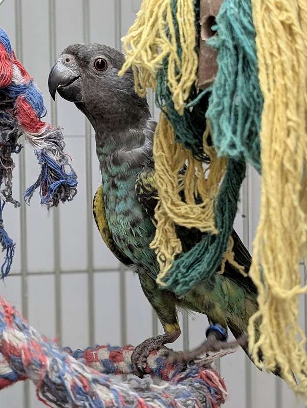 meyers-poicephalus-parrots-for-sale