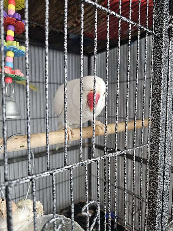 ringneck-parakeet-for-sale