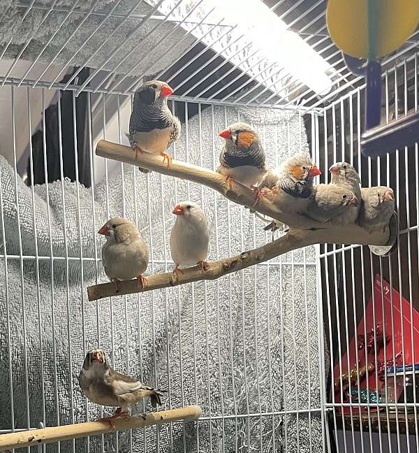 zebra-finch-for-sale-in-soap-lake-wa