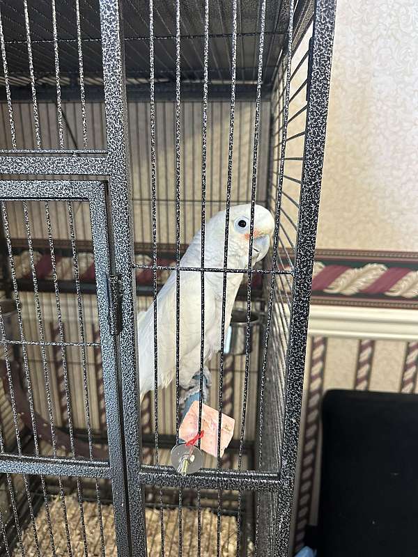 cockatoo-for-sale-in-jeffersonville-in