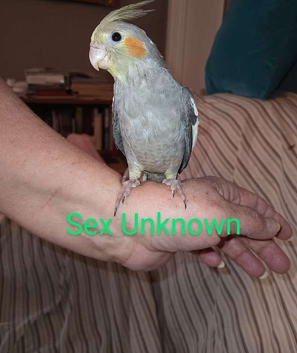 cockatiel-for-sale