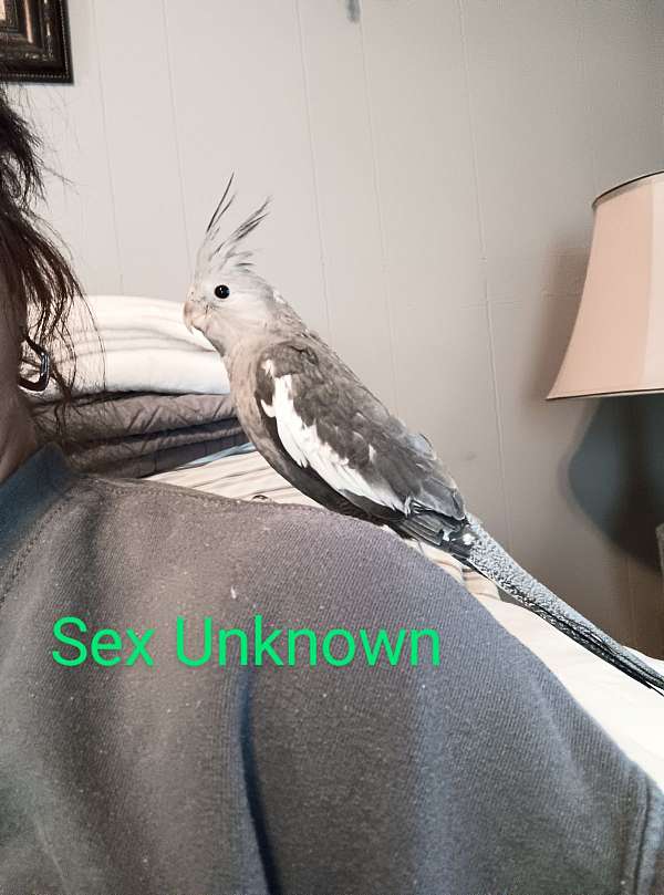 cockatiel-for-sale