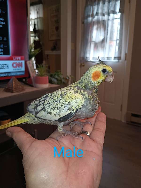 cockatiel-for-sale