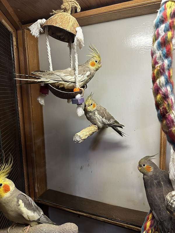 cockatiel-for-sale-in-portage-in